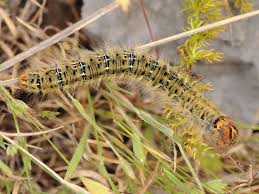 Attēlu rezultāti vaicājumam “Lasiocampa trifolii male”