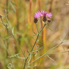 Attēlu rezultāti vaicājumam “Centaurea stoebe fruit”
