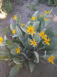 Attēlu rezultāti vaicājumam “Mollisia uda”