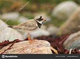 Attēlu rezultāti vaicājumam “Charadrius hiaticula”