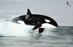 Image result for Orcinus orca