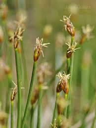 Attēlu rezultāti vaicājumam “Eleocharis quinqueflora”