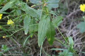 Attēlu rezultāti vaicājumam “Epilobium roseum flower”