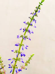 Image result for Colenorton Dragons