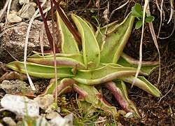 Attēlu rezultāti vaicājumam “Pinguicula alpina”