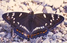 Attēlu rezultāti vaicājumam “Limenitis populi upperside”