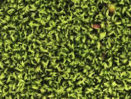 Attēlu rezultāti vaicājumam “Gymnostomum calcareum”