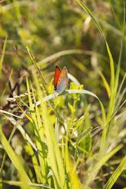 Attēlu rezultāti vaicājumam “Coenonympha pamphilus upperside”