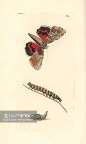 Attēlu rezultāti vaicājumam “Catocala sponsa”