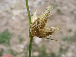 Attēlu rezultāti vaicājumam “Schoenoplectus lacustris subsp. glaucus flower”