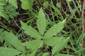 Attēlu rezultāti vaicājumam “Cardamine bulbifera leaf”