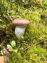 Attēlu rezultāti vaicājumam “Gomphidius glutinosus”