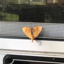 Attēlu rezultāti vaicājumam “Eulithis sp.”