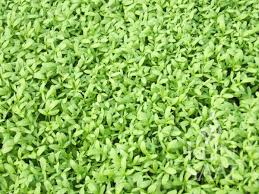 Image result for Gartenkresse