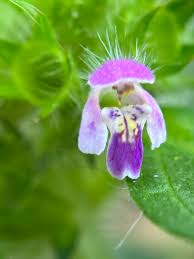 Attēlu rezultāti vaicājumam “Galeopsis bifida”
