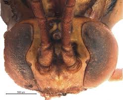 Attēlu rezultāti vaicājumam “Aphodius subterraneus imago”