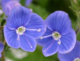 Attēlu rezultāti vaicājumam “Veronica chamaedrys flower”