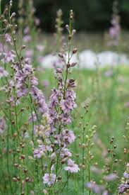 Image result for Delphinium consolida