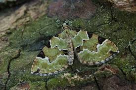 Attēlu rezultāti vaicājumam “Clitellaria ephippium”