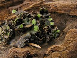 Attēlu rezultāti vaicājumam “Preissia quadrata”