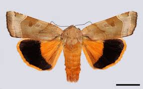 Attēlu rezultāti vaicājumam “Noctua fimbriata”