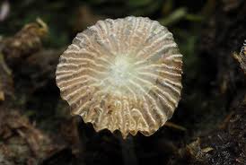 Attēlu rezultāti vaicājumam “Eurhynchiastrum pulchellum macro”