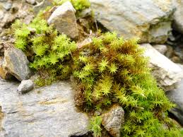 Attēlu rezultāti vaicājumam “Dichodontium pellucidum”