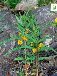 Attēlu rezultāti vaicājumam “Lysimachia thyrsiflora leaf”
