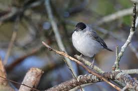 Attēlu rezultāti vaicājumam “Sylvia atricapilla”