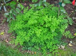 Image result for Adlumia cirrhosa