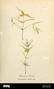 Attēlu rezultāti vaicājumam “Melampyrum sylvaticum leaf”