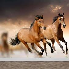 Afbeeldingsresultaat voor paarden