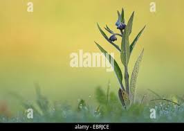Attēlu rezultāti vaicājumam “Symphytum officinale bud”