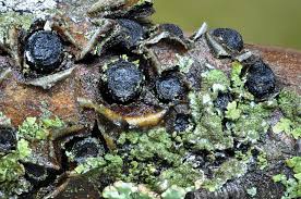 Attēlu rezultāti vaicājumam “Biscogniauxia marginata”