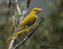 Attēlu rezultāti vaicājumam “Oriolus oriolus female”