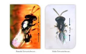 Attēlu rezultāti vaicājumam “Ptinus sp. female”