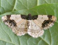 Attēlu rezultāti vaicājumam “Ligdia adustata”