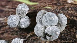 Attēlu rezultāti vaicājumam “Physarum licheniforme macro”