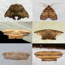 Attēlu rezultāti vaicājumam “Drepanidae”