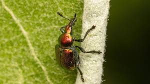 Attēlu rezultāti vaicājumam “Attelabidae”