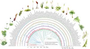 Attēlu rezultāti vaicājumam “Ptilidium pulcherrimum sporophyte”
