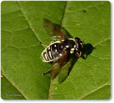 Attēlu rezultāti vaicājumam “Sericomyia sp.”