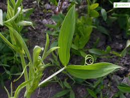 Attēlu rezultāti vaicājumam “Lathyrus pratensis leaf”