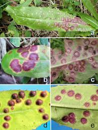 Attēlu rezultāti vaicājumam “Cystiphora sanguinea”