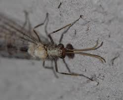 Attēlu rezultāti vaicājumam “Myrmeleontidae”