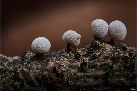 Attēlu rezultāti vaicājumam “Didymium melanospermum macro”