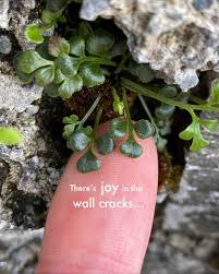 Attēlu rezultāti vaicājumam “Grimmia pulvinata sporophyte”