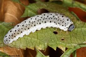 Attēlu rezultāti vaicājumam “Tenthredo scrophulariae larva”