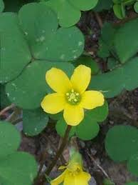 Attēlu rezultāti vaicājumam “Oxalis corniculata”