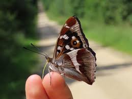 Attēlu rezultāti vaicājumam “Apatura iris underside”